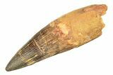 Real Spinosaurus Tooth - Huge Dinosaur Tooth #307940-1